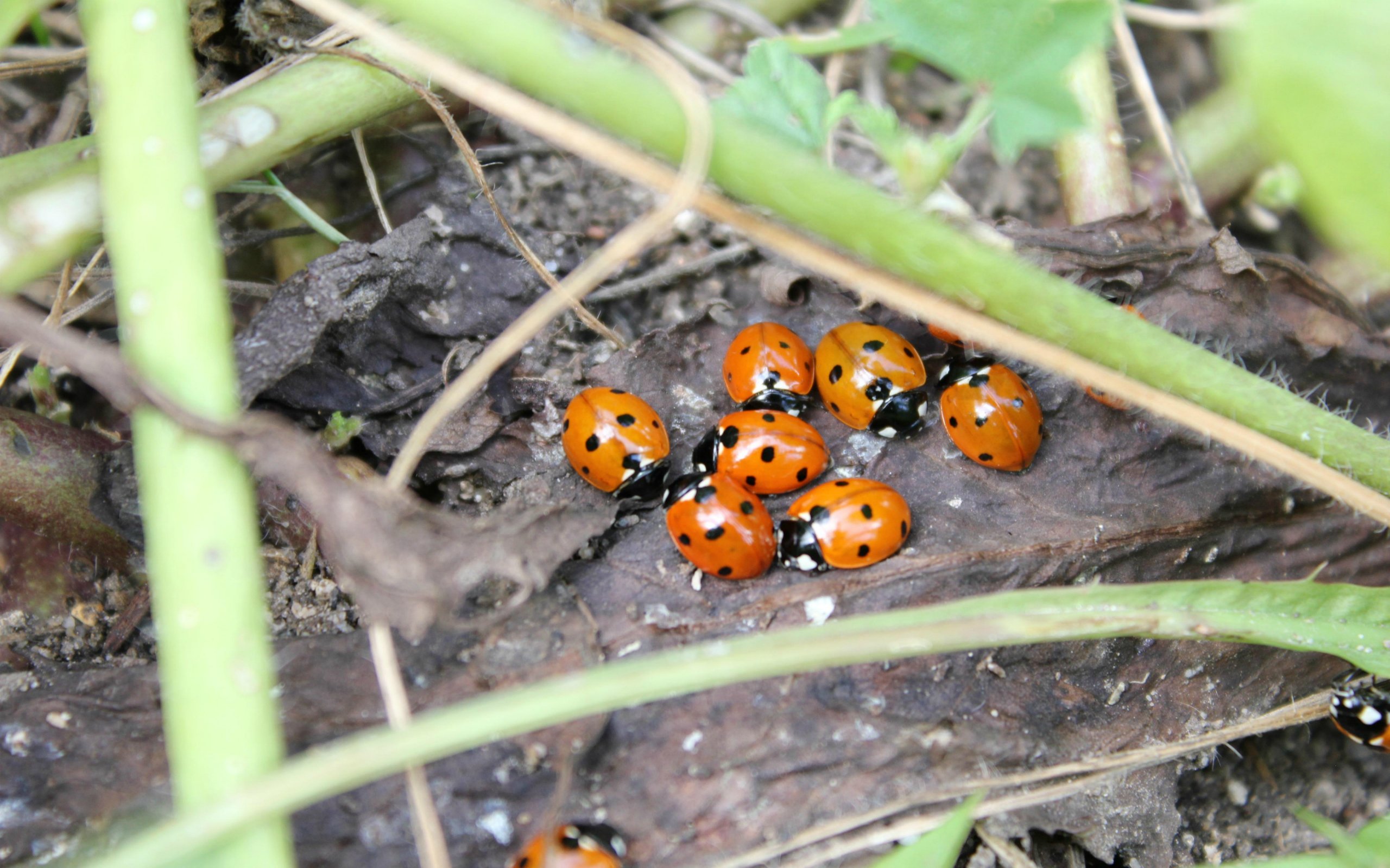 Fonds d'cran Animaux Insectes - Coccinelles Rassemblement