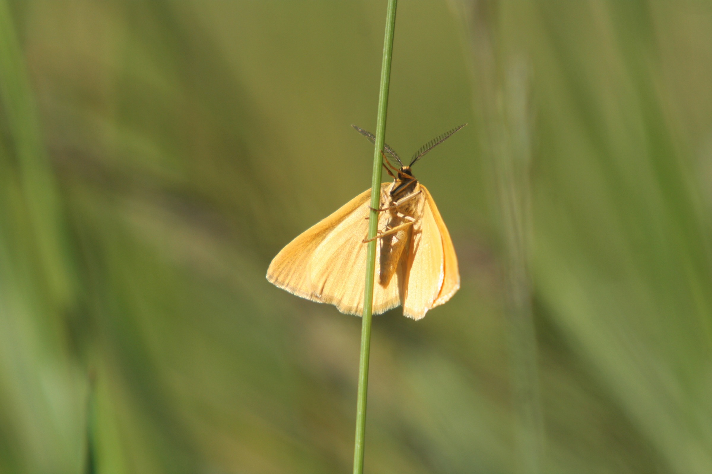 Fonds d'cran Animaux Insectes - Papillons Papillon au col de la Colombiere