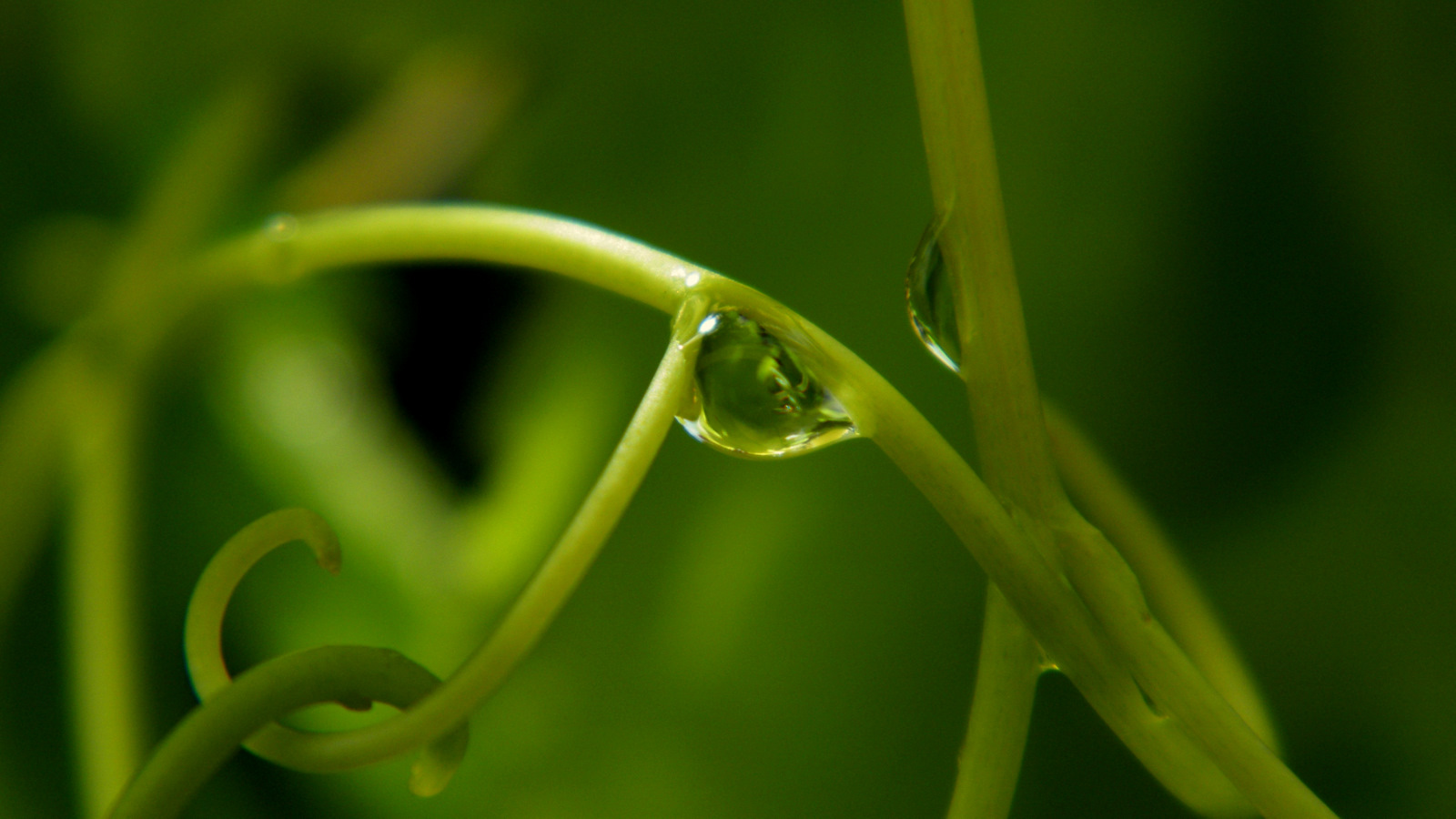 Fonds d'cran Nature Pluie pluie d't