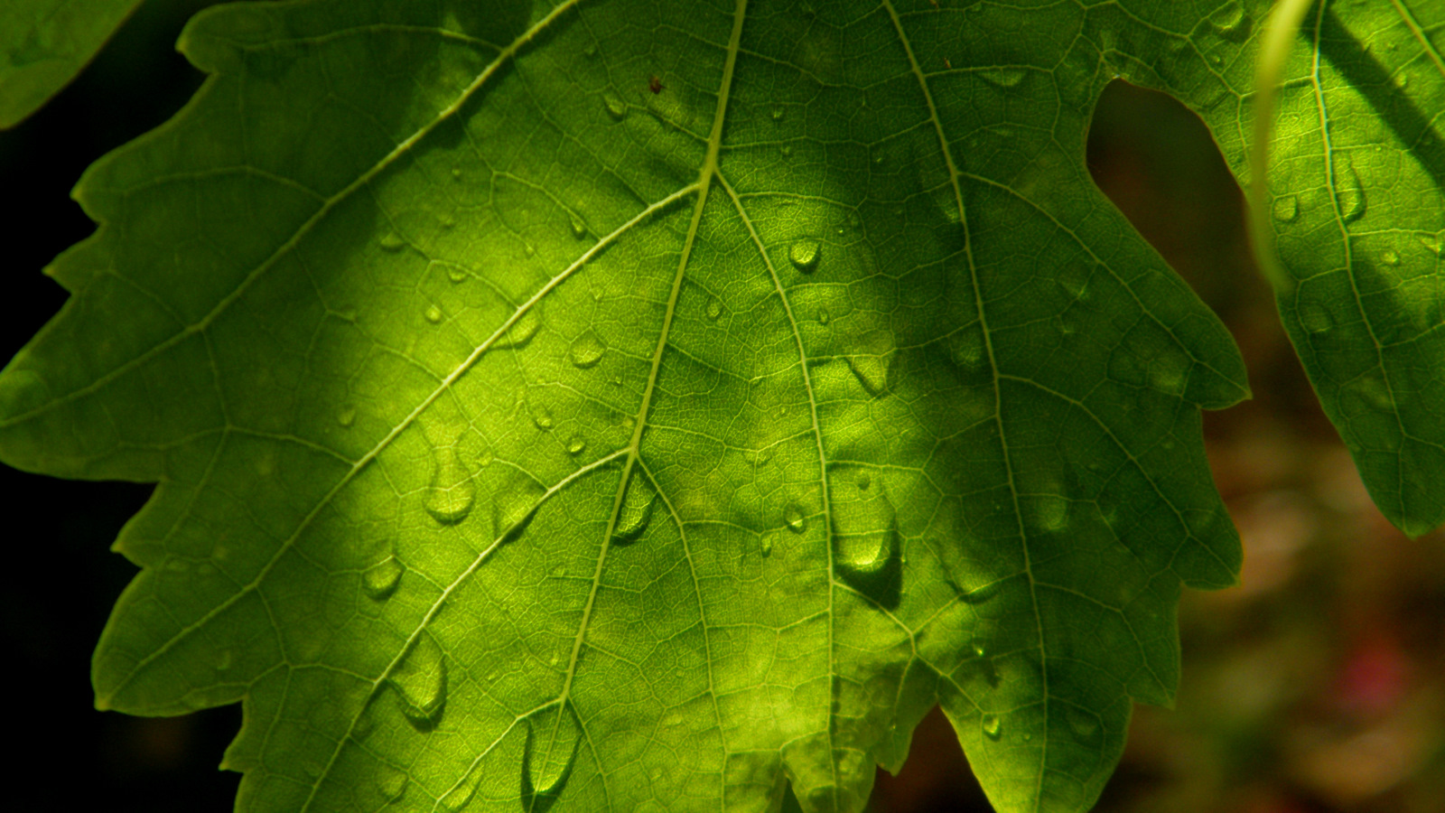 Fonds d'cran Nature Pluie pluie d't