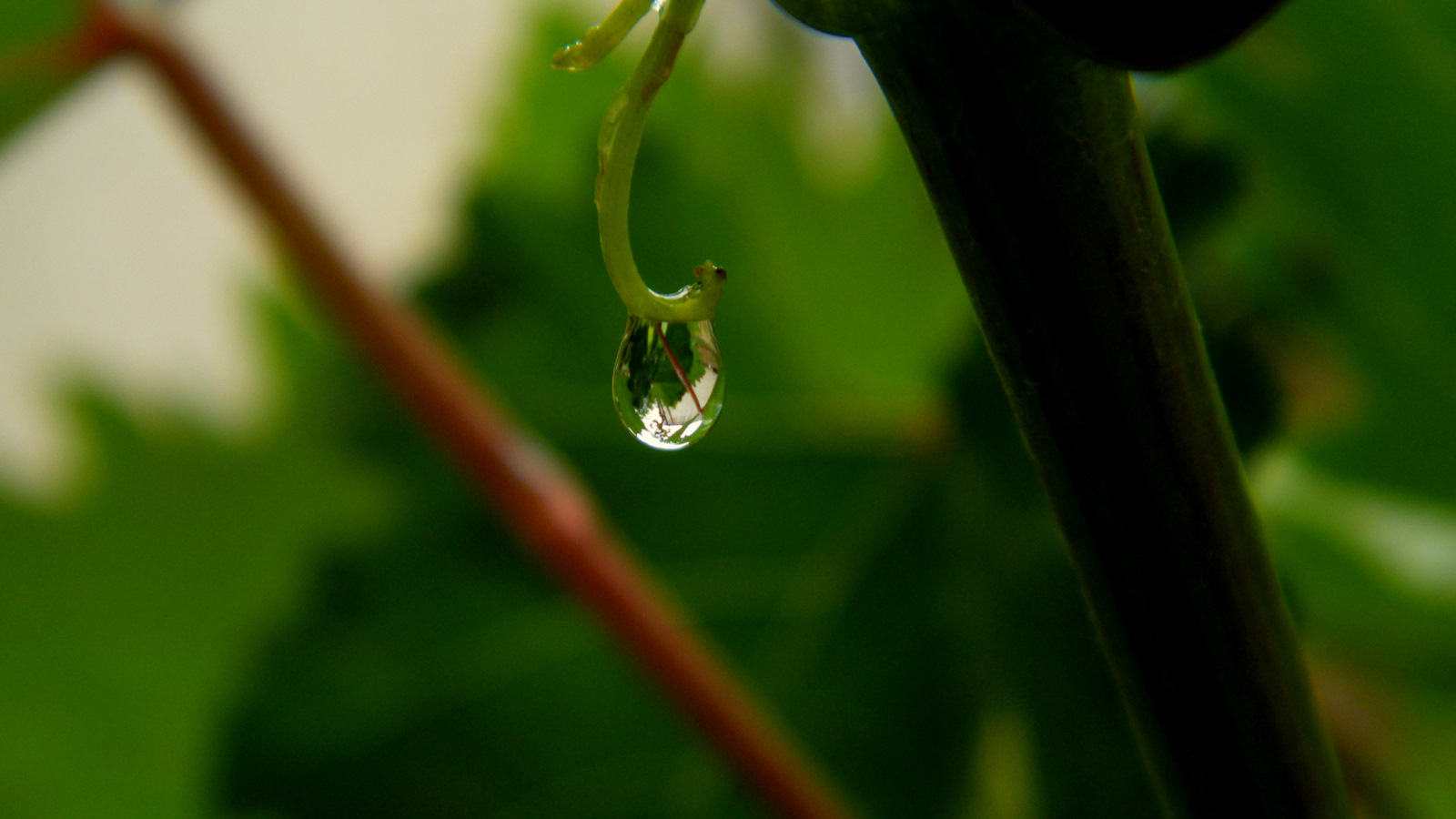 Fonds d'cran Nature Pluie reflet ds une goutte de pluie