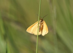 Fonds d'cran Animaux Papillon au col de la Colombiere