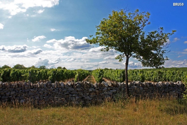 Fonds d'cran Nature Vignes - Vignobles Vignes et mur en pierres