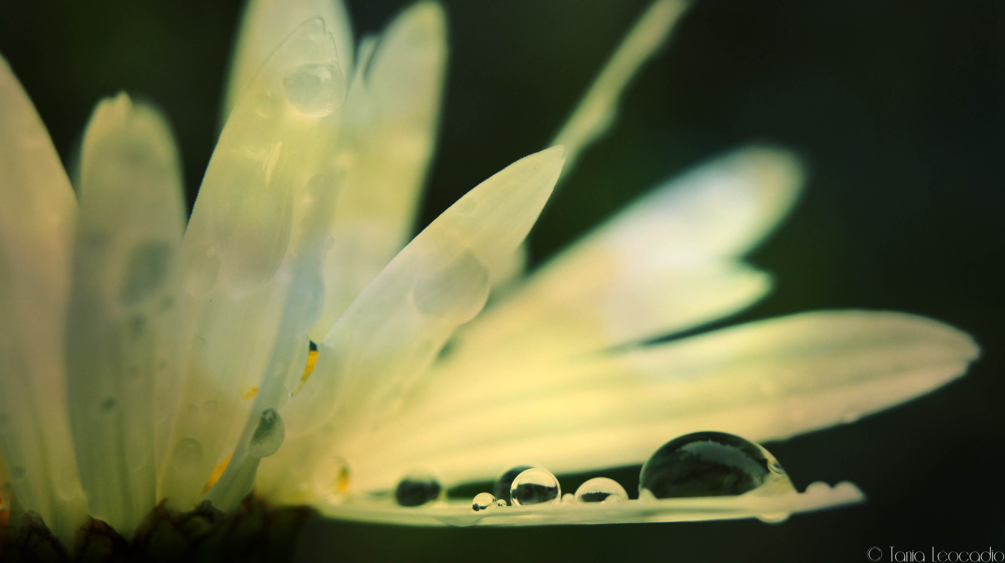 Fonds d'cran Nature Fleurs Perles d'eau.