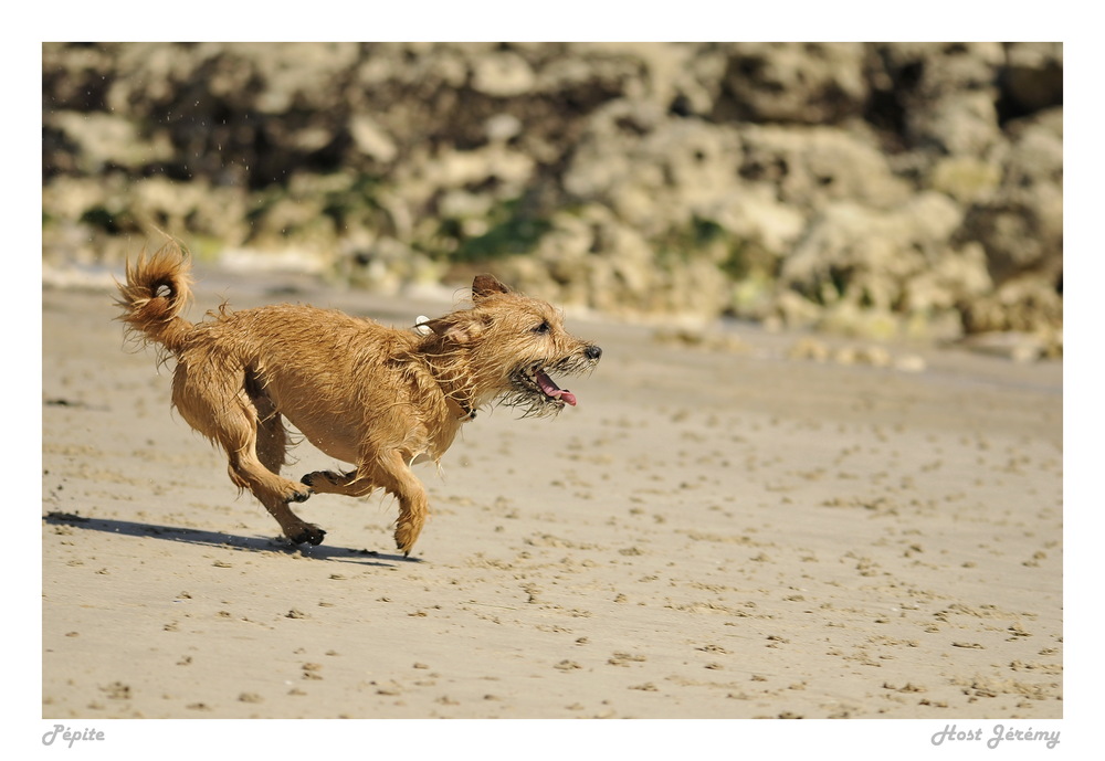 Fonds d'cran Animaux Chiens My Dog .3