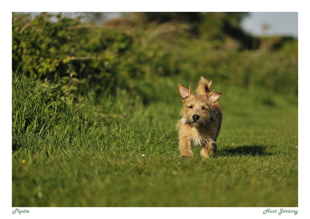 Fonds d'cran Animaux Chiens My Dog .5