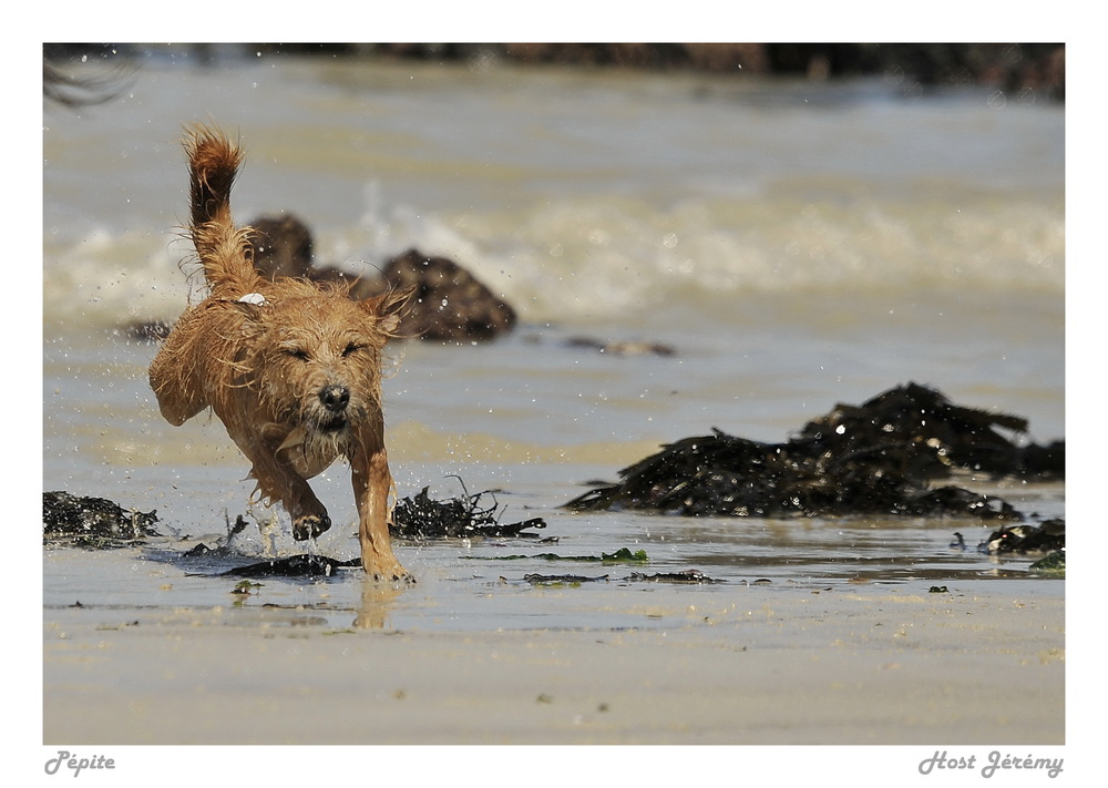 Fonds d'cran Animaux Chiens My Dog .6