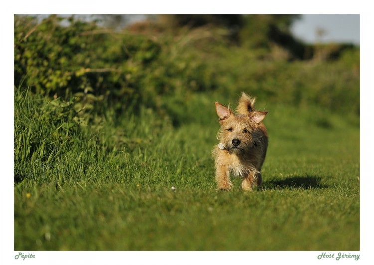 Fonds d'cran Animaux Chiens My Dog .5