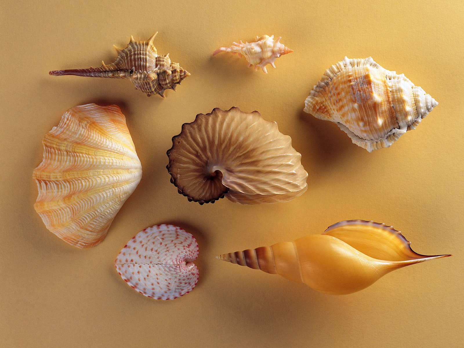 Wallpapers Nature Shells 