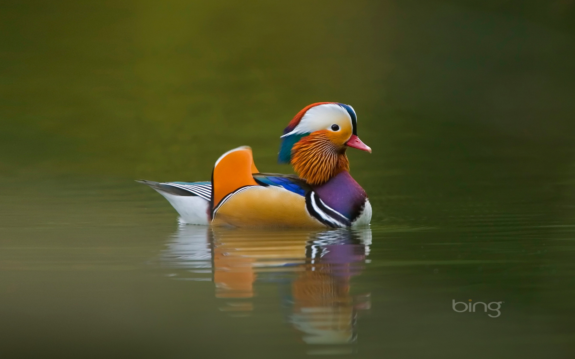 Fonds d'cran Animaux Oiseaux - Canards 