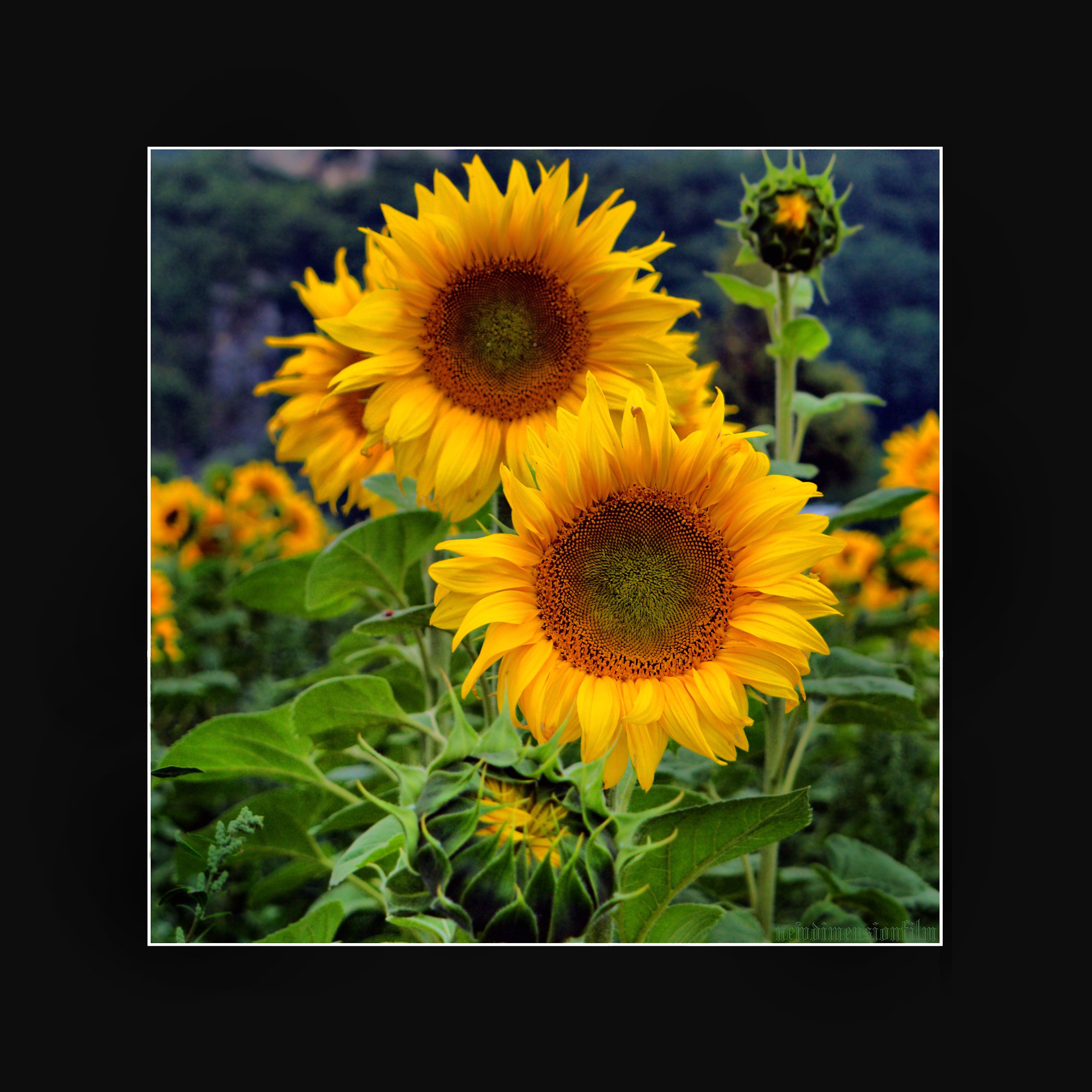 Fonds d'cran Nature Fleurs Tournesols