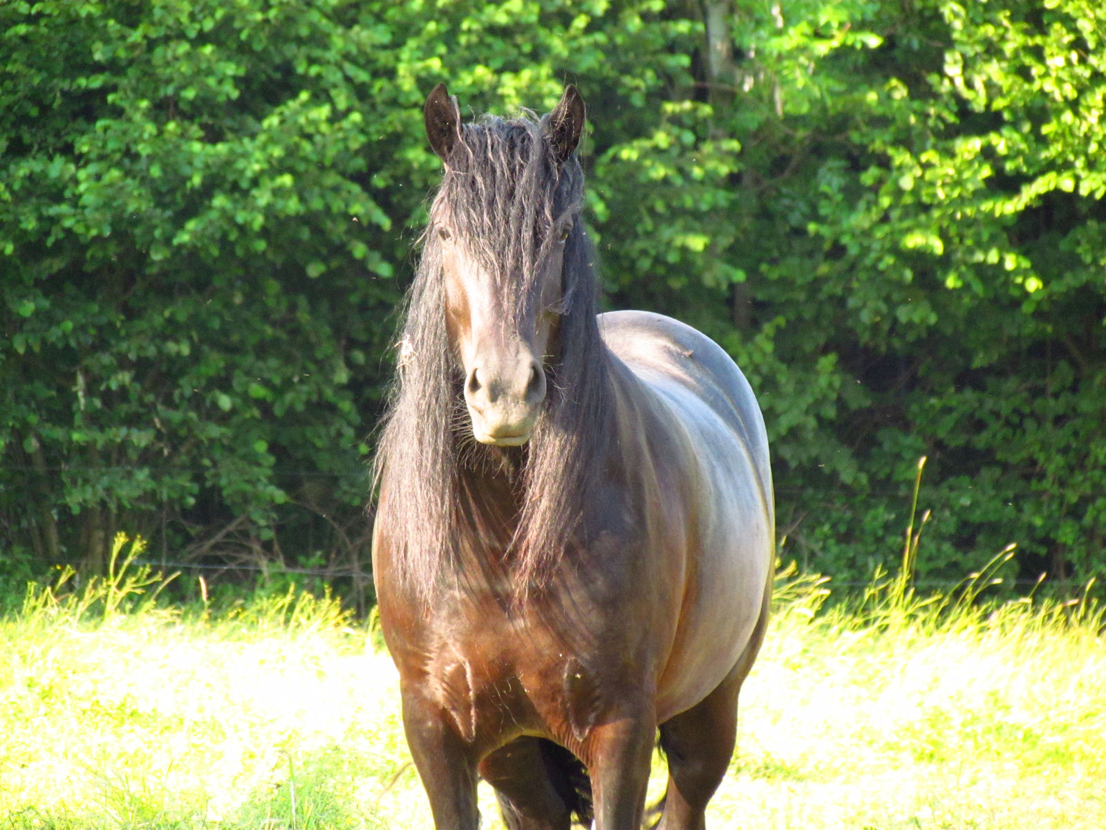 Wallpapers Animals Horses 