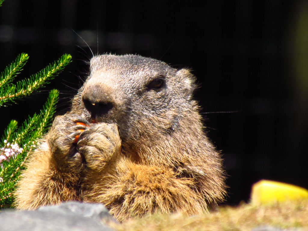 Fonds d'cran Animaux Rongeurs - Marmottes 