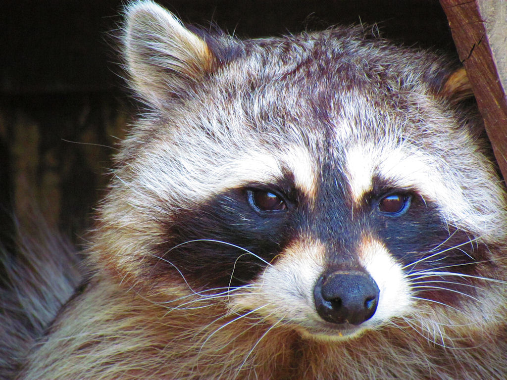 Wallpapers Animals Raccoons 