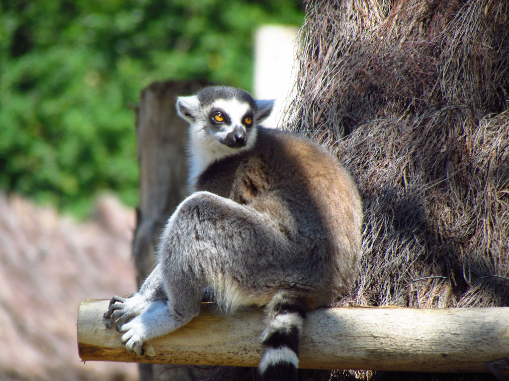 Fonds d'cran Animaux Lmuriens 