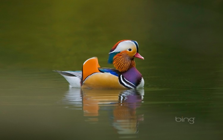 Fonds d'cran Animaux Oiseaux - Canards Wallpaper N283429