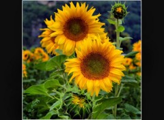 Fonds d'cran Nature Tournesols