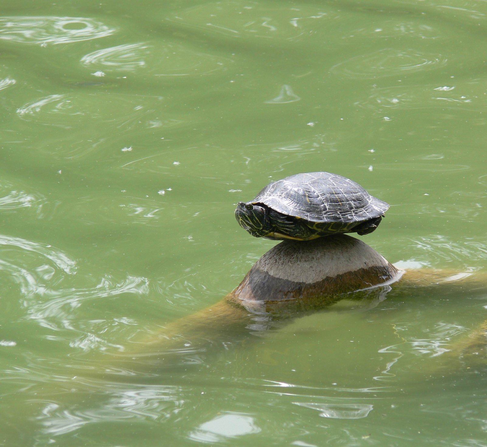 Fonds d'cran Animaux Tortues 