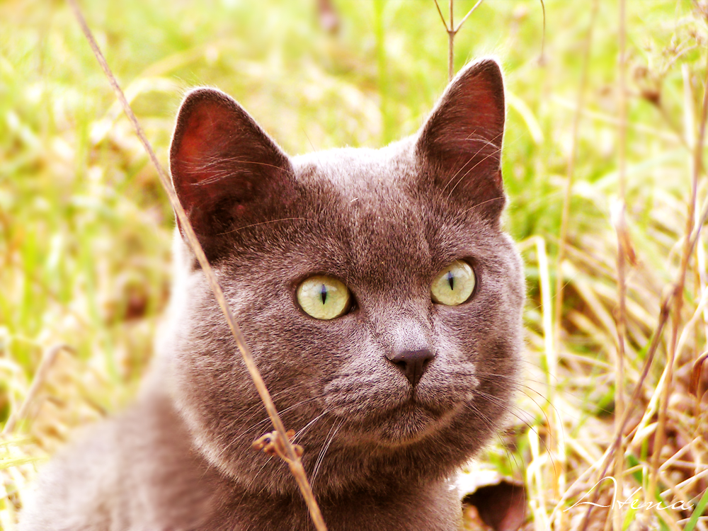 Fonds d'cran Animaux Chats - Chatons Vif