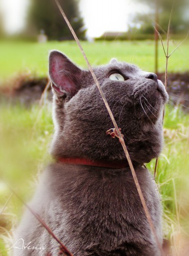 Fonds d'cran Animaux Chats - Chatons Miam