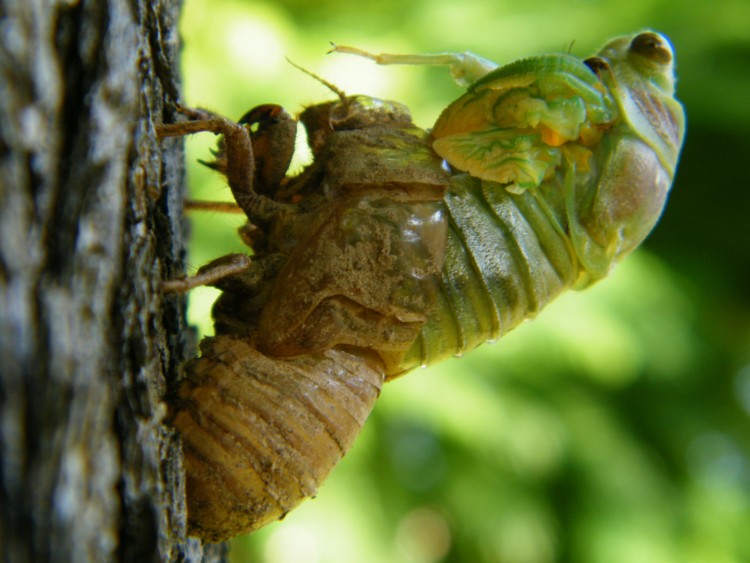 Fonds d'cran Animaux Insectes - Cigales mue d'une cigale