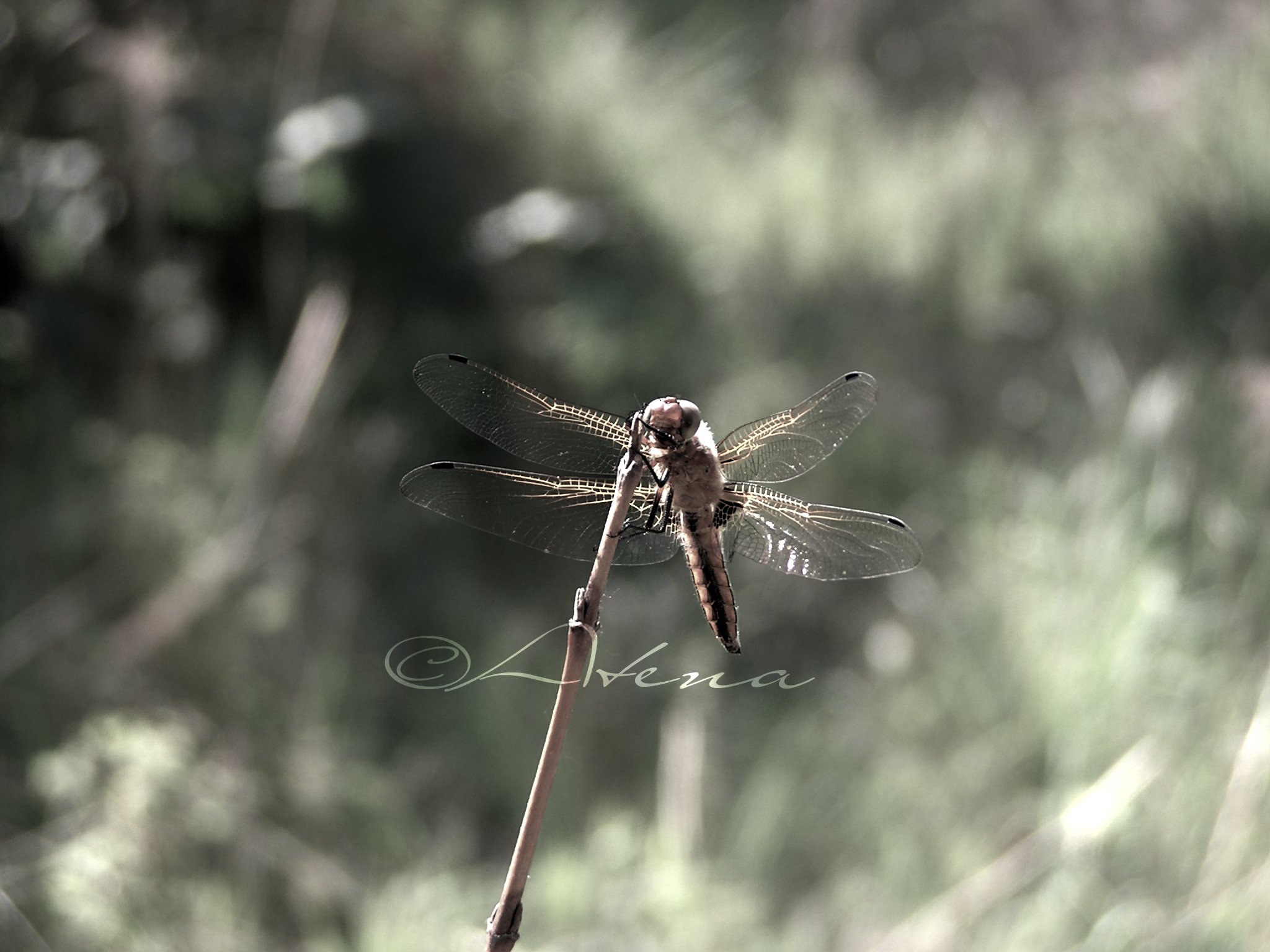 Fonds d'cran Animaux Insectes - Libellules 