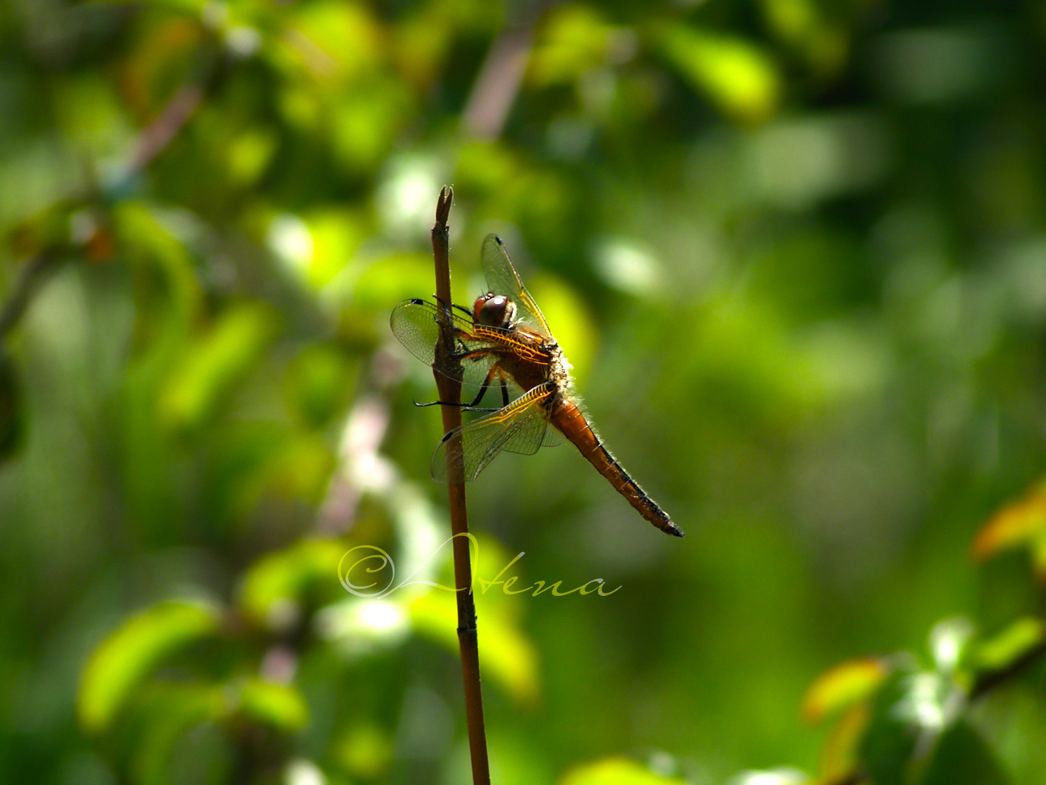 Fonds d'cran Animaux Insectes - Libellules 