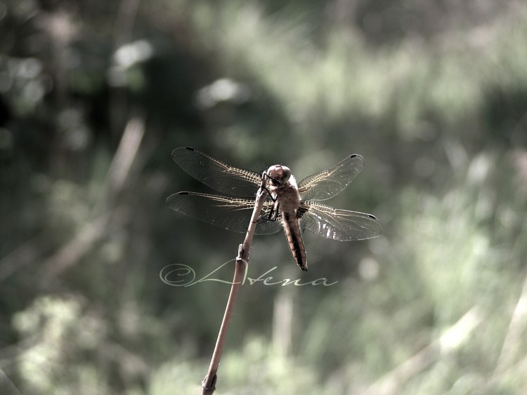 Fonds d'cran Animaux Insectes - Libellules Wallpaper N283498