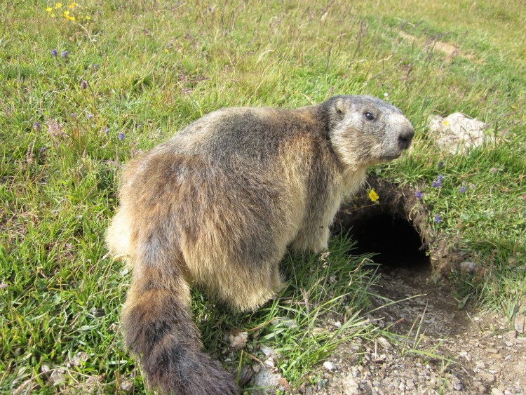 Fonds d'cran Animaux Marmottes Wallpaper N283545