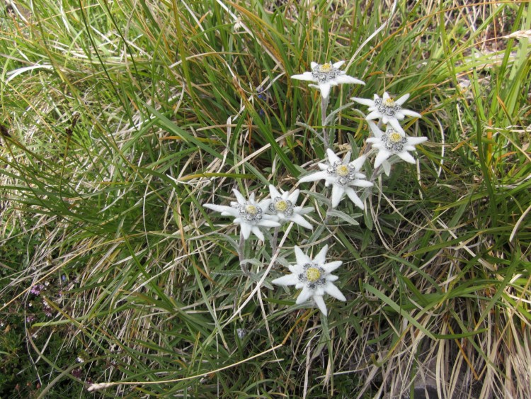 Fonds d'cran Nature Fleurs Edelweiss au dessus de Termingnon 