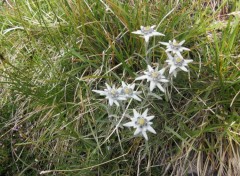 Fonds d'cran Nature Edelweiss au dessus de Termingnon 