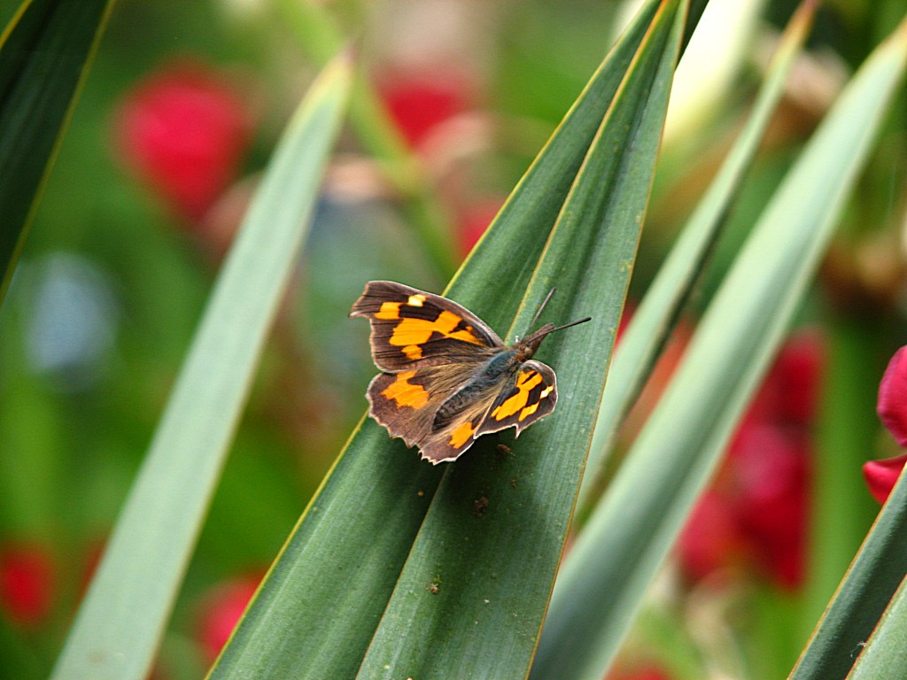 Fonds d'cran Animaux Insectes - Papillons l'echancr 