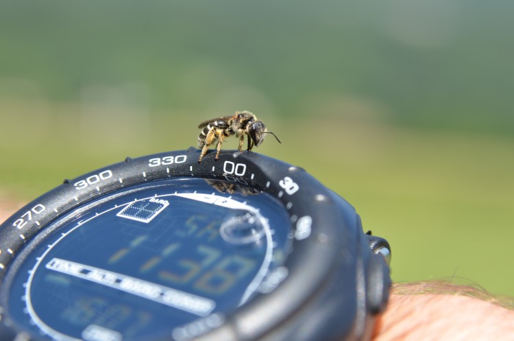 Fonds d'cran Animaux Insectes - Abeilles Gupes ... C'est l'heure de la pause dtente...