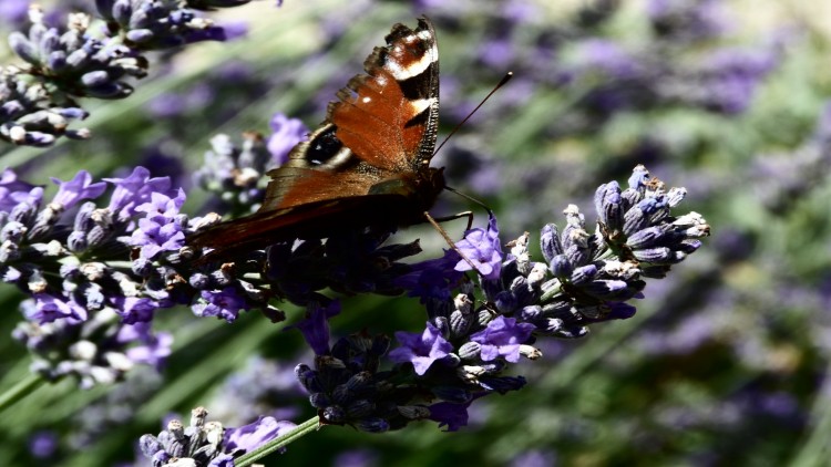 Wallpapers Animals Insects - Butterflies BuTTerfly!