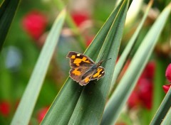 Fonds d'cran Animaux l'echancr 