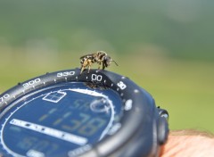 Fonds d'cran Animaux C'est l'heure de la pause dtente...