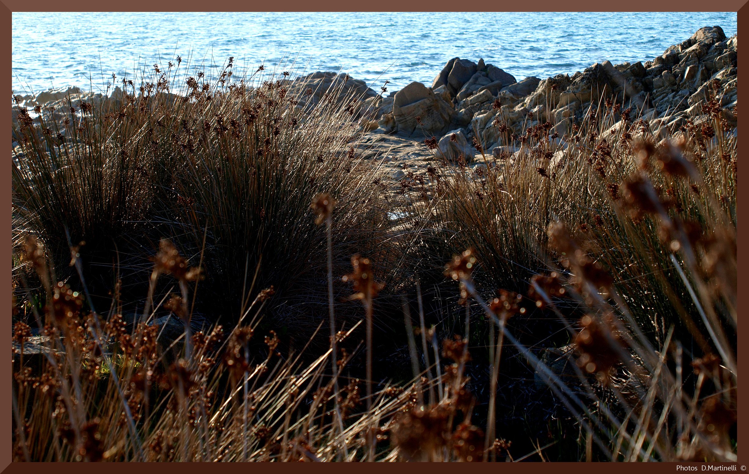 Fonds d'cran Nature Mers - Ocans - Plages Jonc