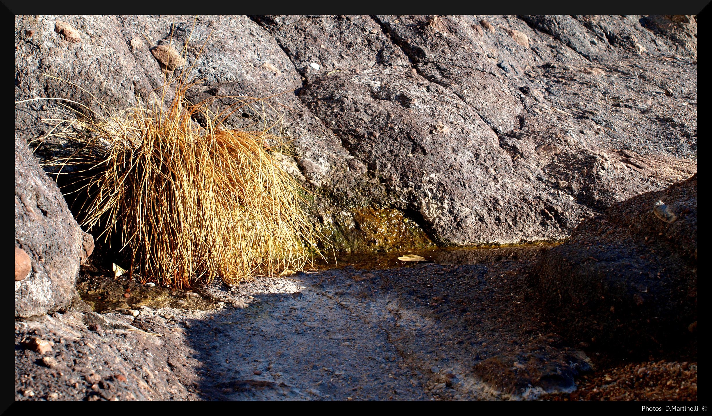 Fonds d'cran Nature Mers - Ocans - Plages Gramines