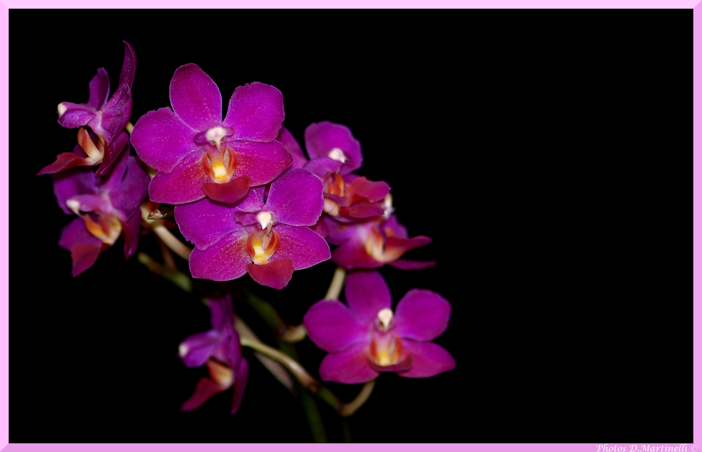 Fonds d'cran Nature Fleurs Orchidee