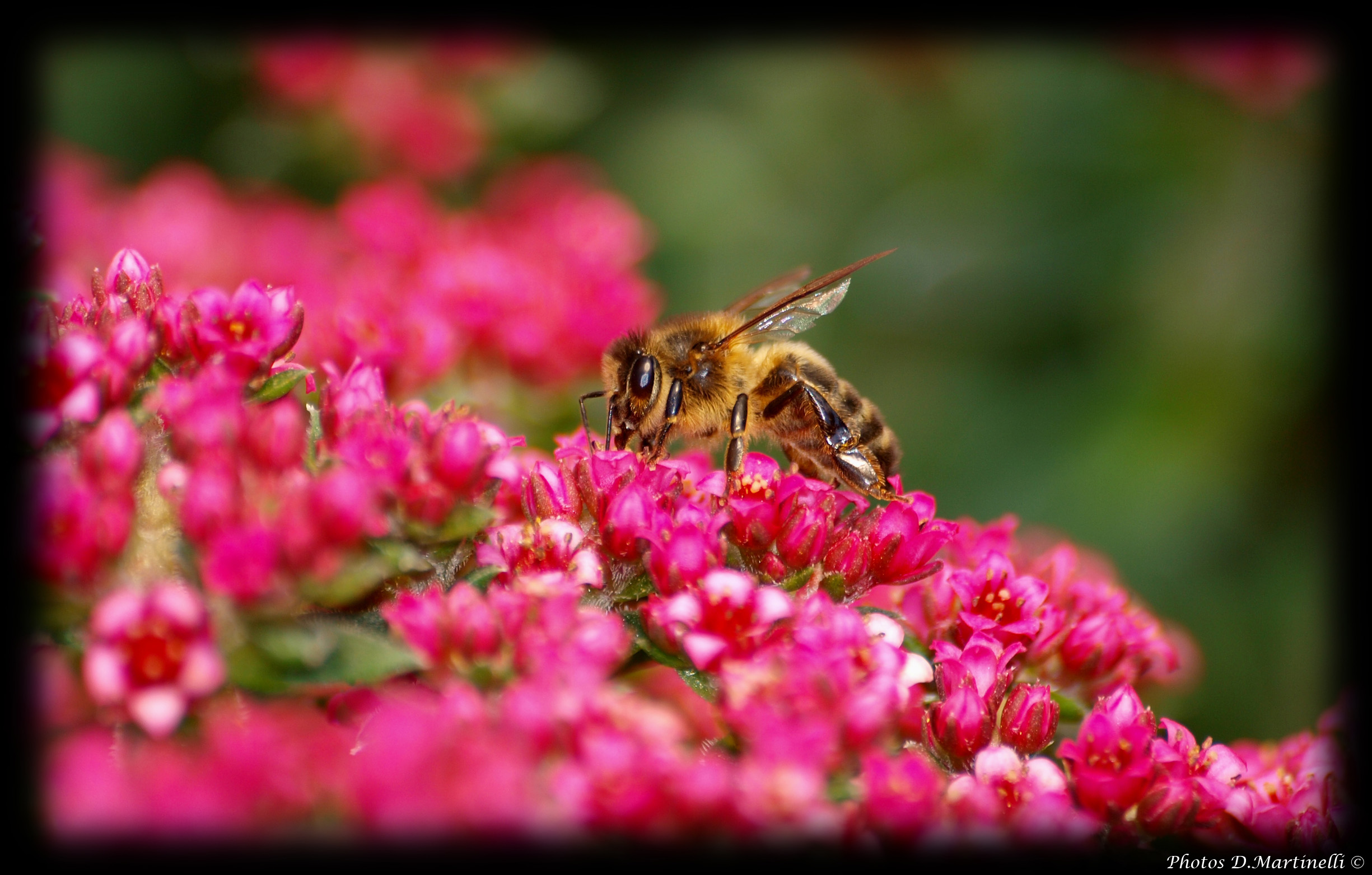 Fonds d'cran Animaux Insectes - Abeilles Gupes ... Abeille