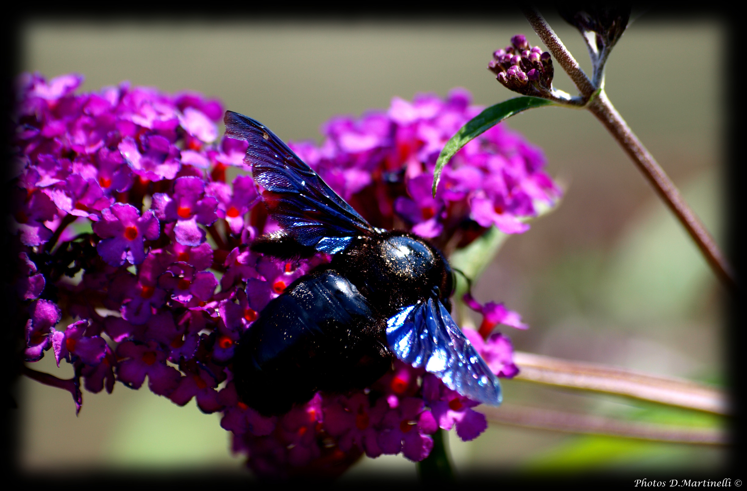 Fonds d'cran Animaux Insectes - Abeilles Gupes ... Bourdon Noir