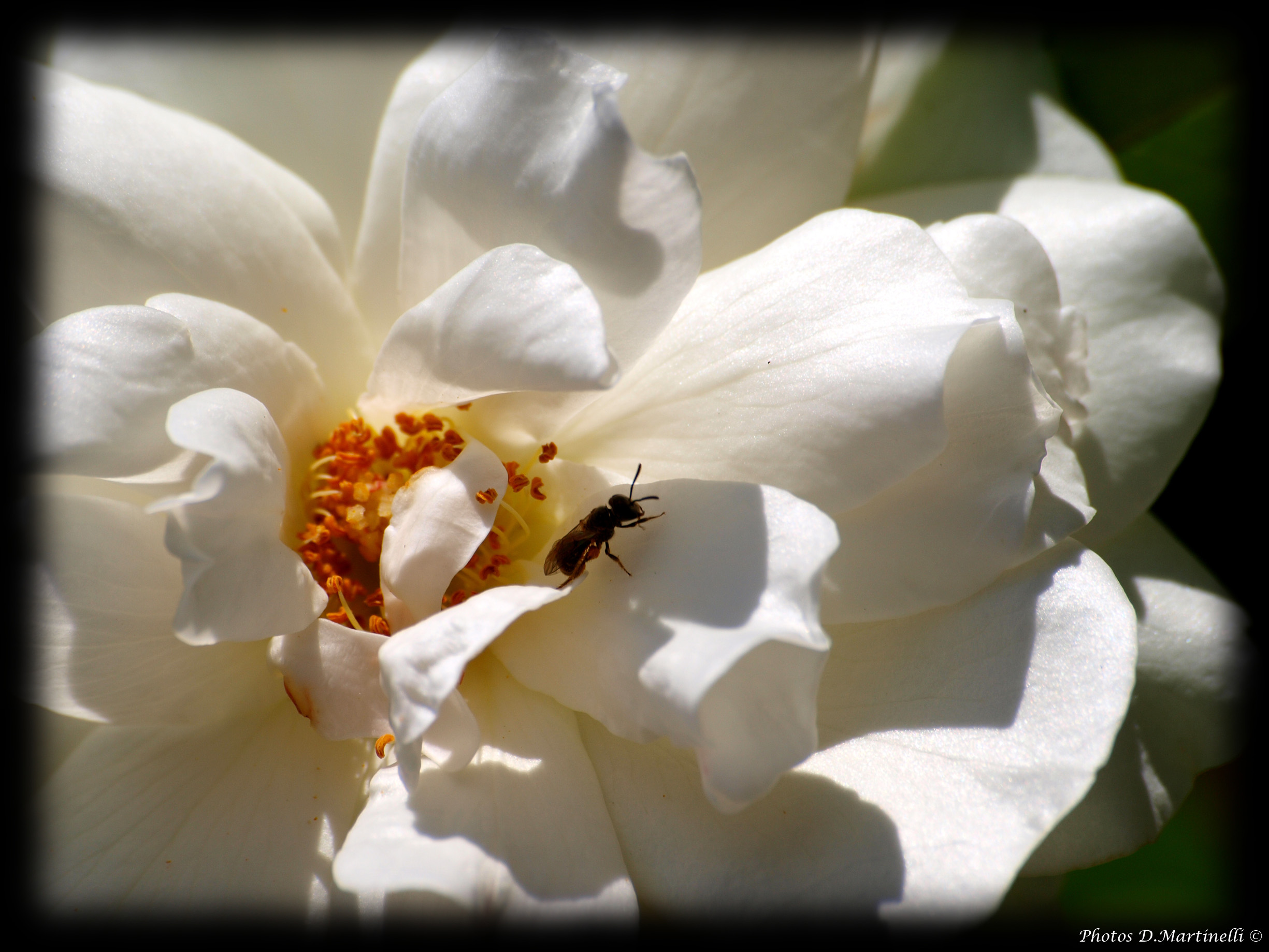 Fonds d'cran Animaux Insectes - Abeilles Gupes ... Petit