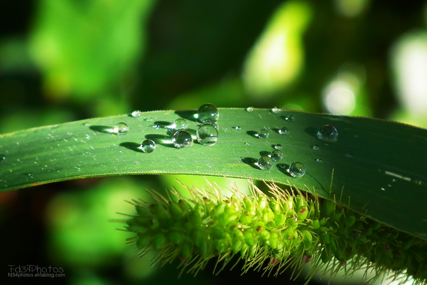 Wallpapers Nature Water - Drops 