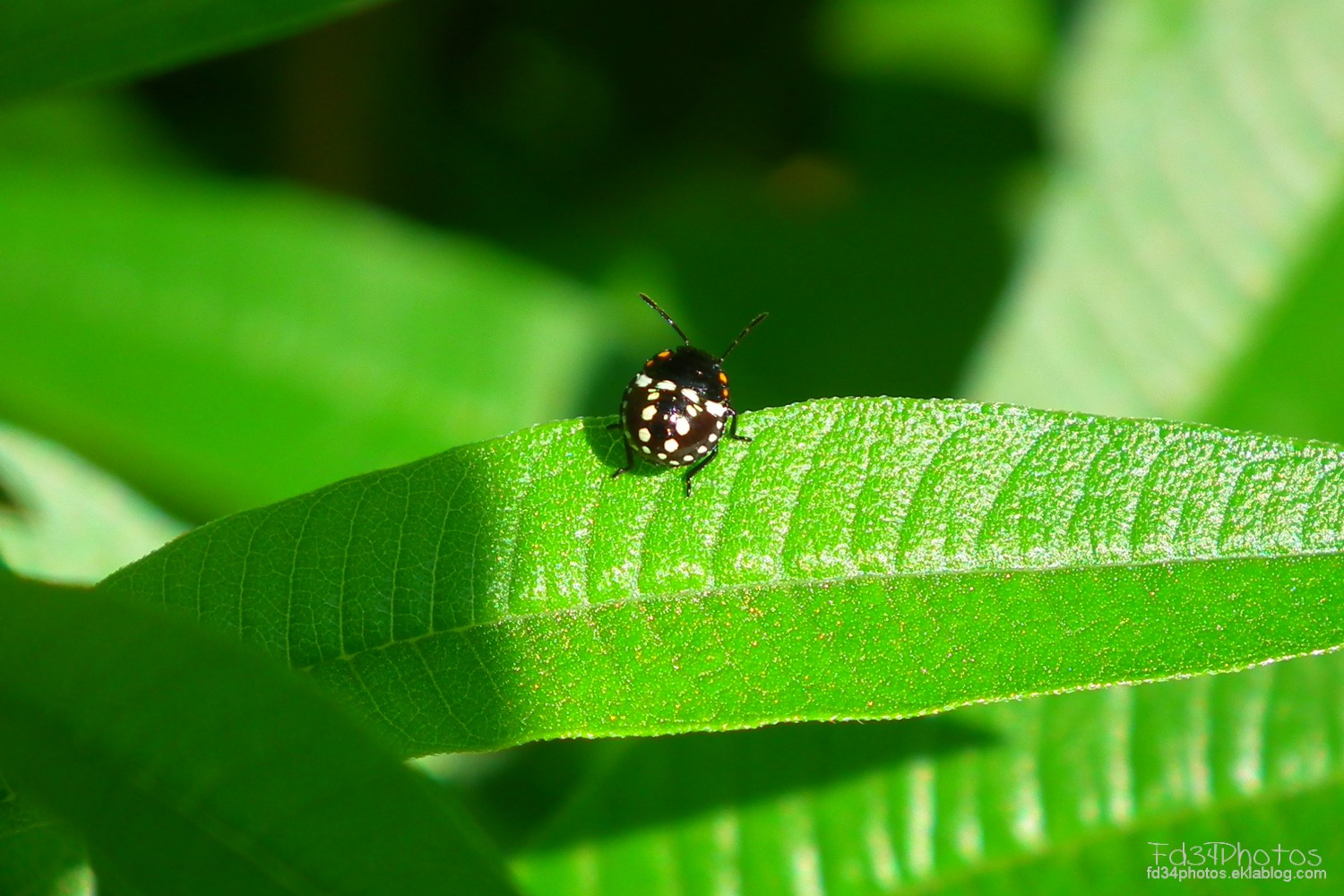 Wallpapers Animals Insects - Ladybugs 