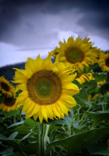 Fonds d'cran Nature Fleurs Petit soleil. 3.