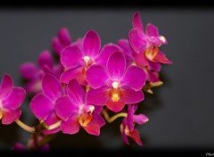 Fonds d'cran Nature Orchidee bis