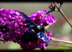 Fonds d'cran Animaux Bourdon Noir