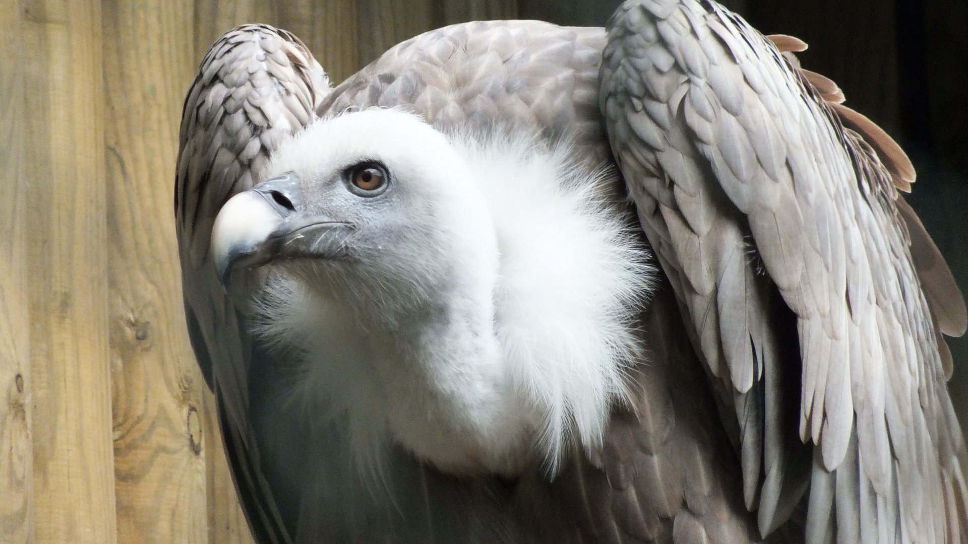 Fonds d'cran Animaux Oiseaux - Vautours 