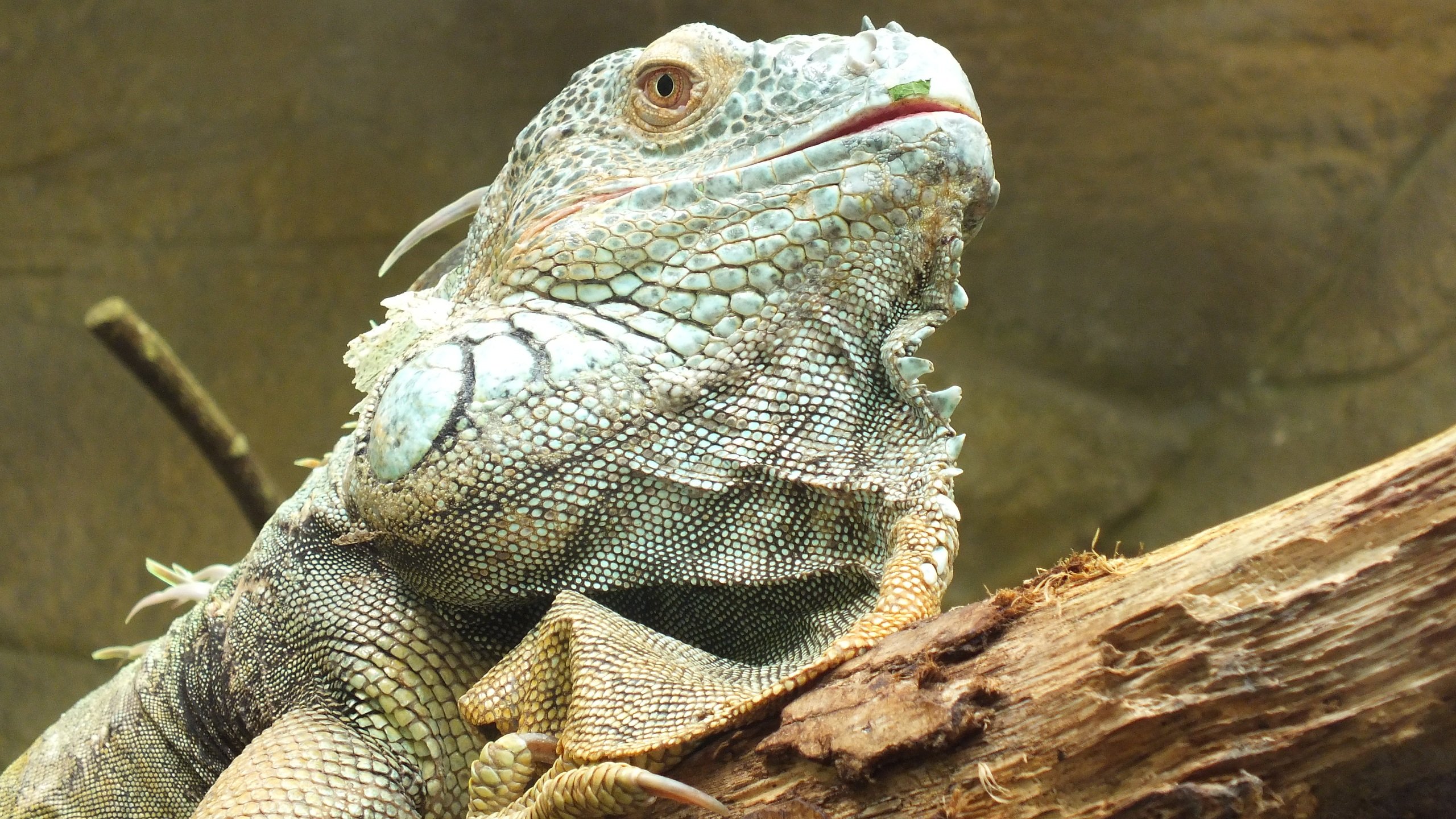 Wallpapers Animals Iguanas 