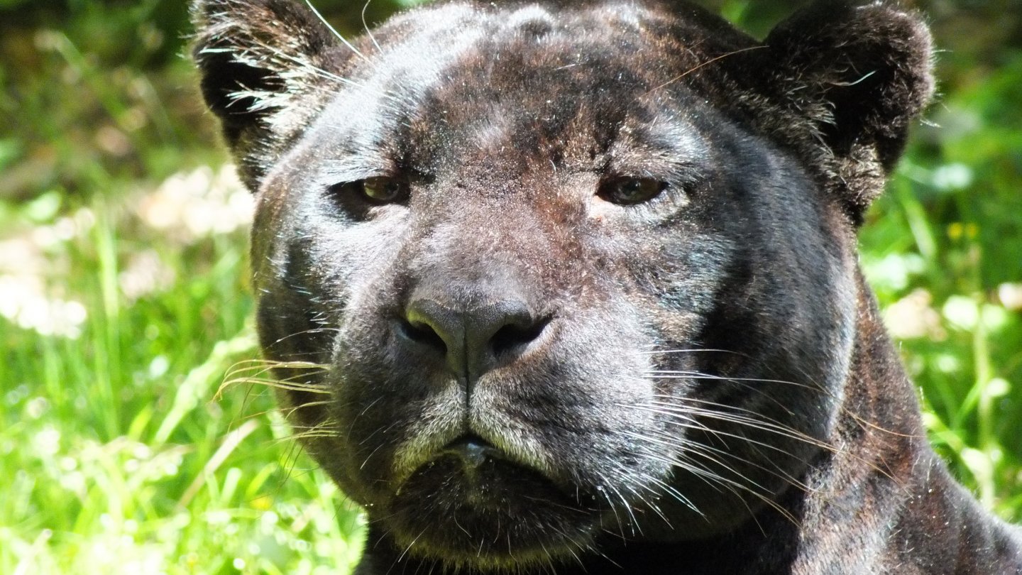 Fonds d'cran Animaux Flins - Panthres noires 